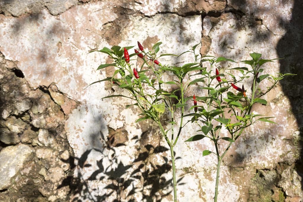 Locanda Martino Taviano Kültér fotó